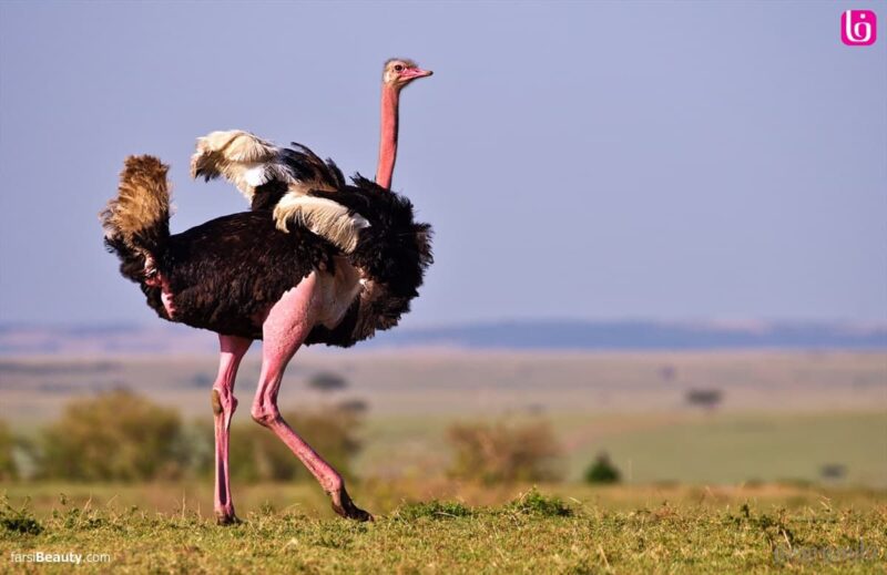 خرید و دانلود طرح توجیهی تولید روغن شتر مرغ با ظرفیت 30 تن در سال | فرصت سرمایه‌گذاری در صنعت فرآوری روغن‌های طبیعی - تصویر 7