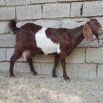 خرید و دانلود طرح توجیهی پرورش بز نر | فرصت سرمایه‌گذاری در صنعت دامپروری