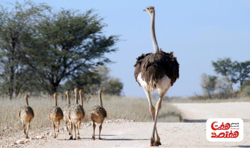 خرید و دانلود طرح توجیهی تولید روغن شتر مرغ با ظرفیت 30 تن در سال | فرصت سرمایه‌گذاری در صنعت فرآوری روغن‌های طبیعی - تصویر 5