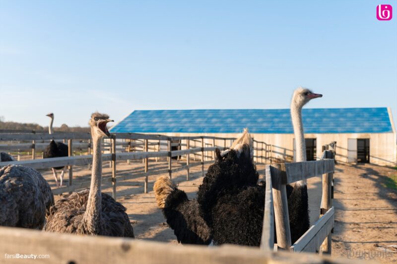 خرید و دانلود طرح توجیهی تولید روغن شتر مرغ با ظرفیت 30 تن در سال | فرصت سرمایه‌گذاری در صنعت فرآوری روغن‌های طبیعی - تصویر 4