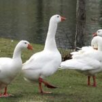 خرید و دانلود طرح توجیهی پرورش غاز | کامل‌ترین نسخه 1404 برای شروع کسب‌وکار موفق در دامپروری