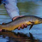 خرید و دانلود اصول و آموزش پرورش ماهی سردآبی قزل آلا