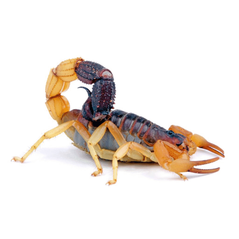 خرید و دانلود کتاب آموزش پرورش عقرب به زبان ساده - تصویر 3