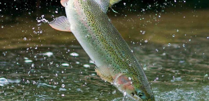 خرید و دانلود اصول و آموزش پرورش ماهی سردآبی قزل آلا - تصویر 11