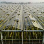 خرید و دانلود طرح توجیهی شهرک گلخانه ای جهت مجوز و وام (0 تا 100)  | فرصت سرمایه‌گذاری در صنعت کشاورزی