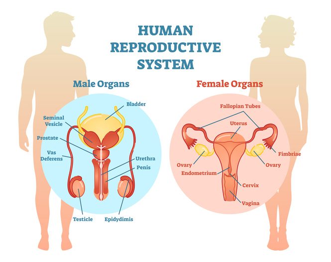 Human Reproductive System Vector Illustration Diagram, Male and Female. خرید و دانلود جزوه آناتومی لگن و دستگاه تناسلی - تصویر 1