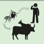 دانلود و خرید پاورپوینت تب کریمه گنگو