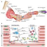 دانلود و خرید جزوه درس فیزیولوژی سلول و عضله