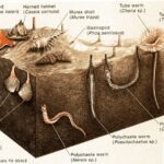 دانلود و خرید جزوه اثرات مواد نفتی بر موجودات کفزی خلیج فارس