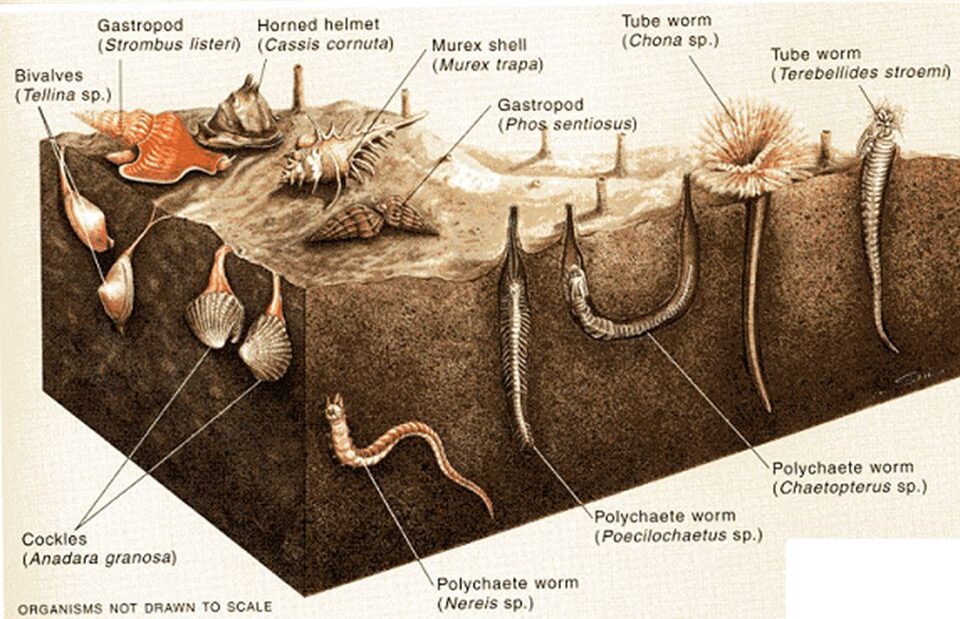 PROSIDOC16-e1609605388730 دانلود و خرید جزوه اثرات مواد نفتی بر موجودات کفزی خلیج فارس - تصویر 1