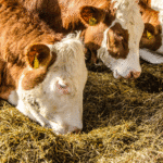 دانلود و خرید جزوه درس اصول تغذیه دام