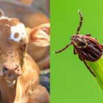 خرید و دانلود جزوه بندپایان و بیماری های دامپزشکی