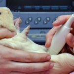 دانلود و خرید جزوه درس بهداشت، بیماری ها و پرورش حیوانات خانگی اگزوتیک