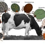 دانلود و خرید جزوه درس قارچ شناسی و بیماری ها (رشته دامپزشکی)