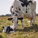 خرید و دانلود جزوه درس مامایی دامپزشکی