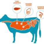 خرید و دانلود کتاب تک یاخته شناسی دامپزشکی