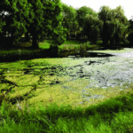 دانلود و خرید جزوه علت ایجاد و تشدید پدیده یوتروفیکاسیون