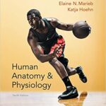 خرید و دانلود نسخه کامل کتاب Human Anatomy & Physiology (Marieb, Human Anatomy & Physiology) (10th Edition) –  PDF