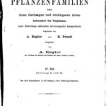 خرید و دانلود نسخه کامل کتاب Die natürlichen PFLANZENFAMILIEN. Boraginaceae